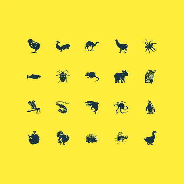 Zoo ikoner sæt med mus, blæksprutte, kalkun og andre rejer elementer. Isoleret illustration zoo ikoner . - Stock-foto