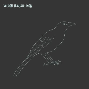 Blackbird simge çizgisi elementi. Web mobil uygulama logo tasarımı için temiz arkaplan üzerinde izole edilmiş Blackbird simge satırının vektör illüstrasyonu.