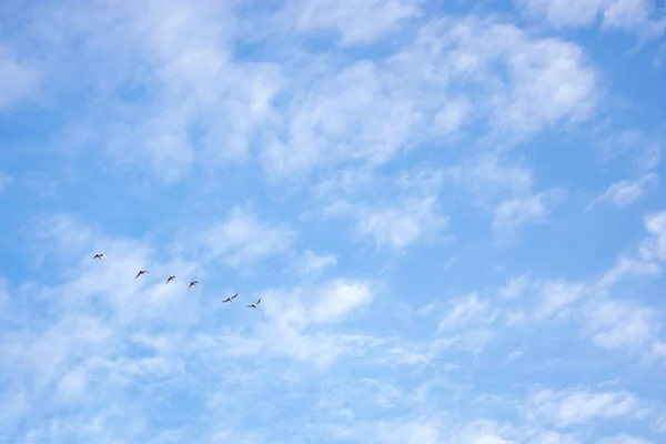 A flock of white swans in the sky. Spring migration of birds. Sp