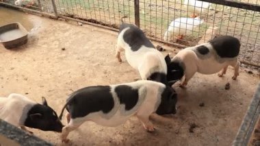 Çiftlikteki domuz, hayvan domuzları. 