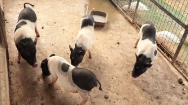 Çiftlikteki domuz, hayvan domuzları. 