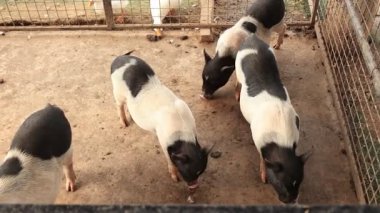 Çiftlikteki domuz, hayvan domuzları. 