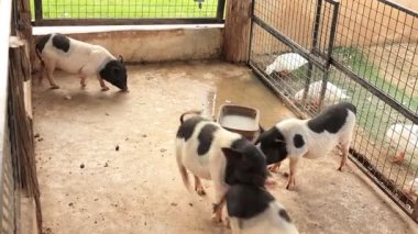 Çiftlikteki domuz, hayvan domuzları. 