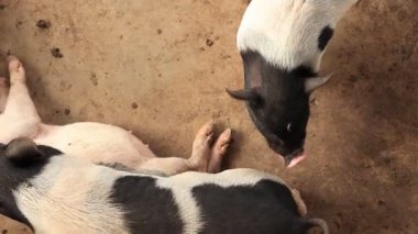 Çiftlikteki domuz, hayvan domuzları. 