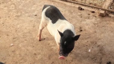 Çiftlikteki domuz, hayvan domuzları. 