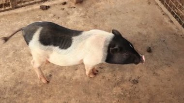 Çiftlikteki domuz, hayvan domuzları. 