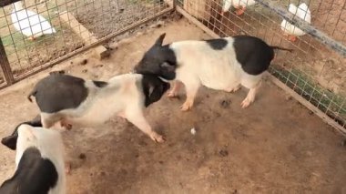 Çiftlikteki domuz, hayvan domuzları. 