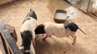 Çiftlikteki domuz, hayvan domuzları. 