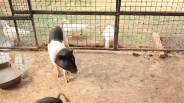 Çiftlikteki domuz, hayvan domuzları. 