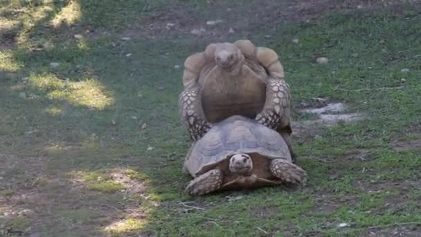 Гігантські Черепахи Спаровуються Над Травою — стокове відео