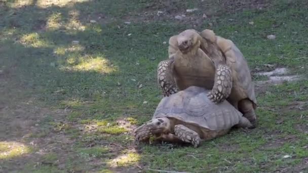 Giant Tortoises Mating Looking Left — Stock Video