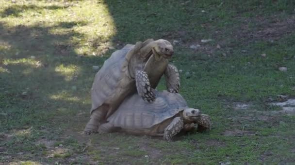Черепахи Спаровуються Дивлячись Праву Сторону — стокове відео