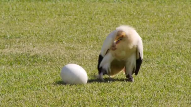 Bird Breaking Egg Stones — Stock Video