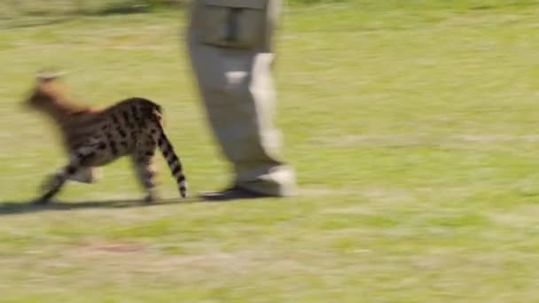 Serval His Caregiver — Stock Video