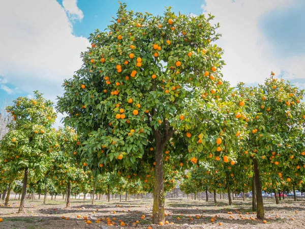 Naranjos Con Naranjas Aire Libre Fotos de stock