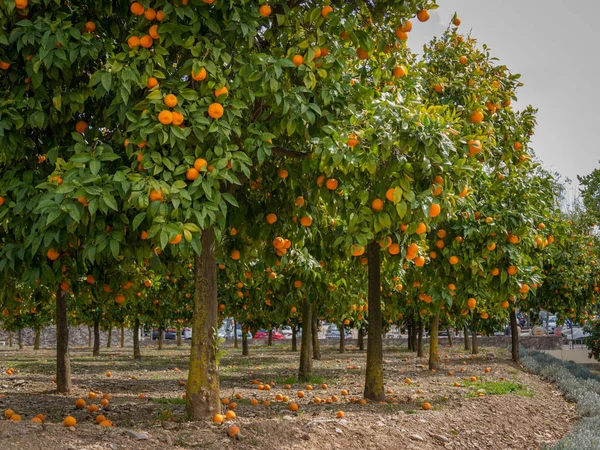 Naranjos Con Naranjas Aire Libre Imágenes de stock libres de derechos