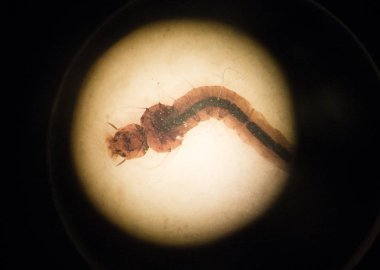 Federal Üniversitesi Biyoloji laboratuvarında bir slaytta Aedes Aegyptis sivrisinek larvası