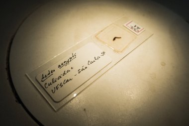 Federal Üniversitesi Biyoloji laboratuvarında bir slaytta Aedes Aegyptis sivrisinek larvası