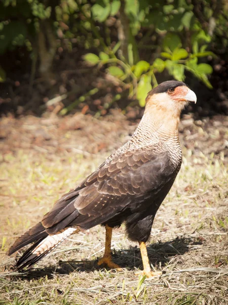 Southern Caracara bird on cerrado brazillian bioma