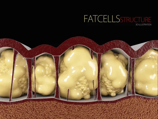 黑色背景下脂肪细胞的图示 — 图库照片