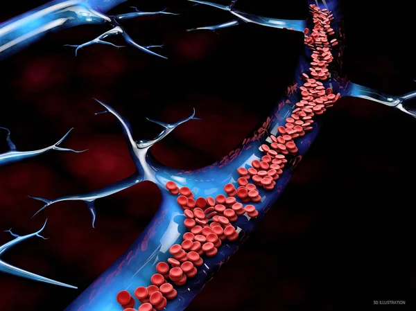 시체의 혈관에 빨간색 셀입니다 과학의 교육에 그래픽입니다 렌더링 — 스톡 사진