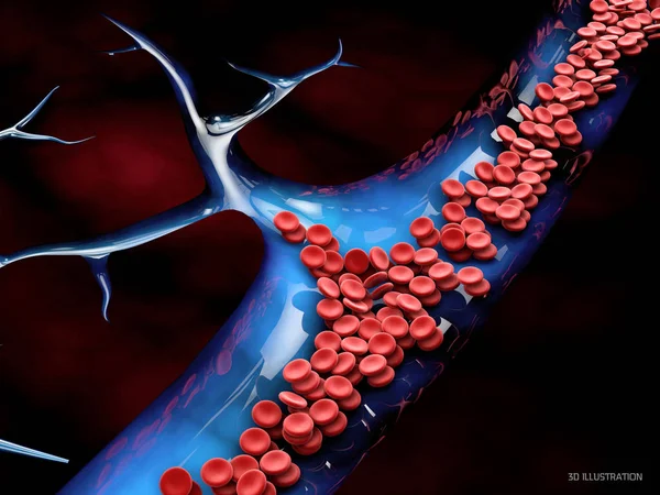 人体血管内的红细胞 学校教育科学图 — 图库照片