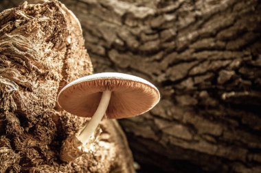 Makro mantar ormandaki yaşlı ve ölü ağaç kütüğü üzerinde