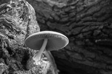 Makro mantar ormandaki yaşlı ve ölü ağaç kütüğü üzerinde.