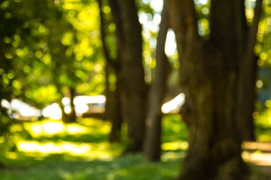 Güneş ışığı ve yeşil yapraklı bir ormanın odaksız görüntüsü. Soyut mavimsi arkaplan