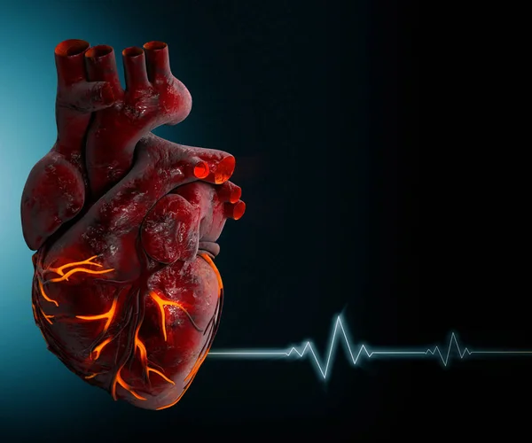 Cœur humain - Anatomie du cœur humain Illustration 3D — Photo