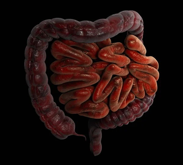 Ilustração 3D do intestino grande e pequeno — Fotografia de Stock