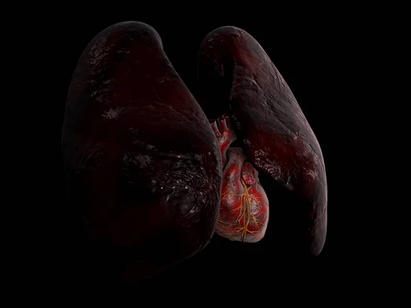 Anatomi av menneskelunge og hjerte, 3d Illustrasjon av svart bakgrunn – stockfoto