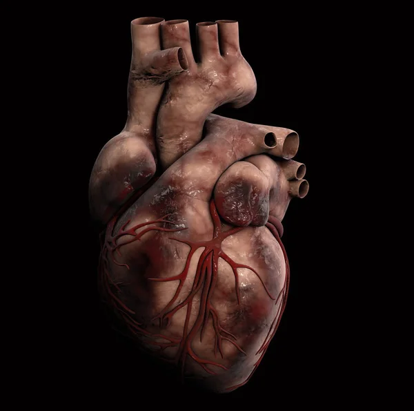 Mänskliga hjärtat - anatomi av mänskliga hjärta 3d Illustration — Stockfoto