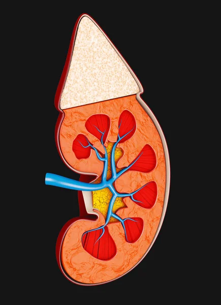 Estrutura do rim médico ilustração 3d. Ciência material educacional médico — Fotografia de Stock