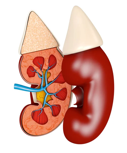 Estructura del riñón médico 3d ilustración. Ciencia material educativo médico — Foto de Stock