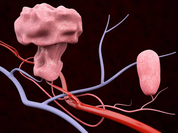 3D illustratie van poliep met bloed aderen, geïsoleerde zwarte achtergrond — Stockfoto