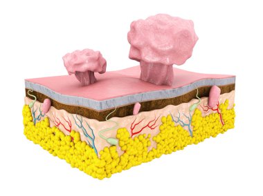 3D çizim Polype cilt yapısı ile izole beyaz arka plan