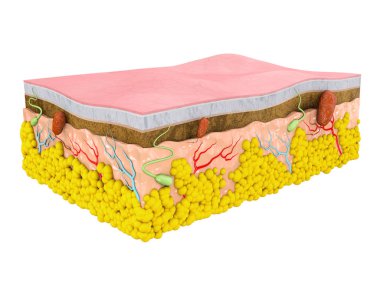 Structure of the human skin. Layers and cells, isolated white clipart