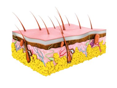 İnsan deri anatomisi 3d illüstrasyon izole beyaz arka plan.