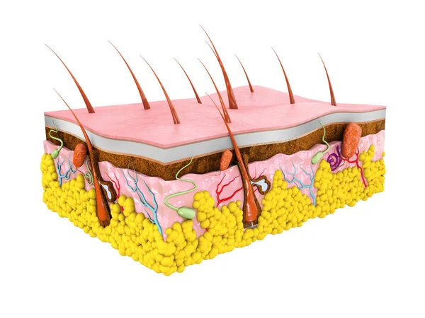 İnsan deri anatomisi 3d illüstrasyon izole beyaz arka plan.