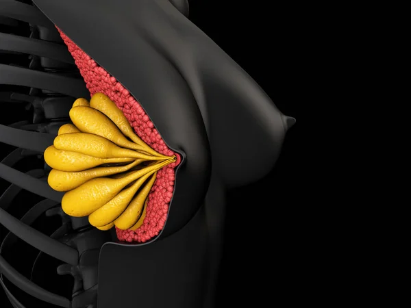 Illustration Der Weiblichen Brustanatomie — Stockfoto