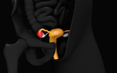 Bir kadının üreme organları. kadın cinsel organı. 3D çizim.