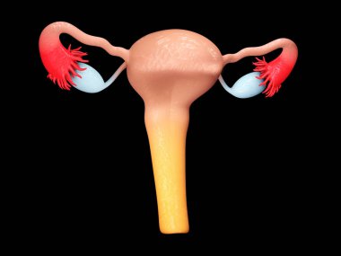 Bir kadının üreme organları. kadın cinsel organı. 3D illüstrasyon izole siyah.