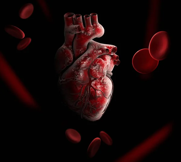 Anatomi av mänskligt hjärta 3D illustration-isolerad på svart — Stockfoto