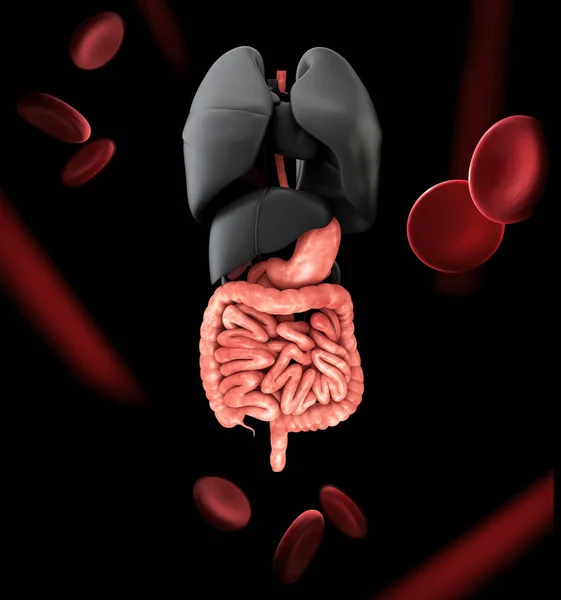 Sistema digestivo humano con pulmones. renderizado 3d — Foto de Stock