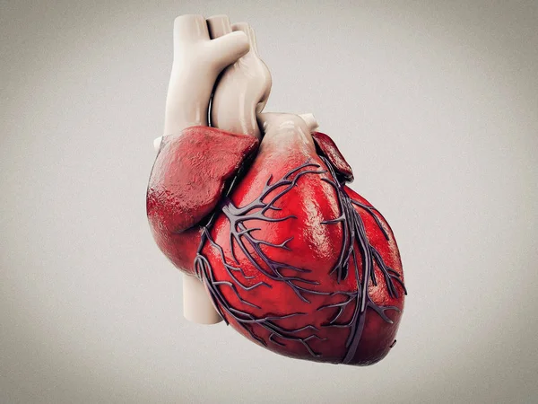 Illustration 3d de l'anatomie du cœur humain isolé sur gris — Photo