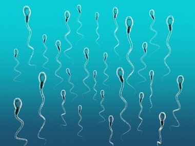 sperm hücreleri sağa kaydırılması 3D çizimi