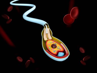 Spermatozoon İnsan Sperm hücre anatomisi yapısı 3d İllüstrasyon