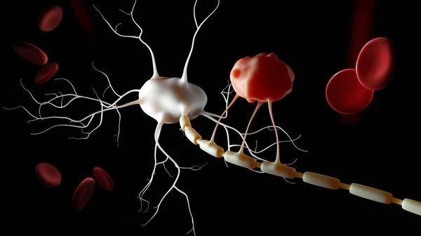 Ilustración 3d de la anatomía de Neuron, negro aislado infográfico — Foto de Stock