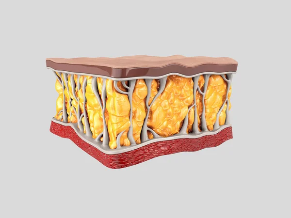 Yağ hücreleri İnsan organizmasının içinde. 3d hazırlayıcı